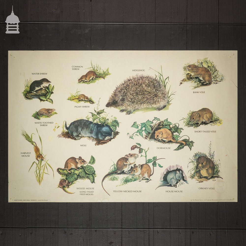 Vintage Wildlife Mammals Poster