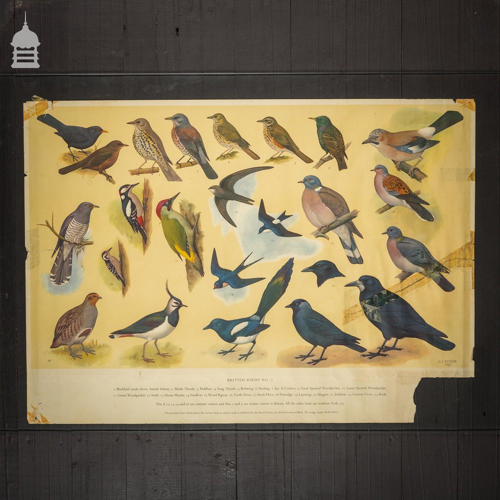 British Birds Poster Printed by The Royal Society for the Protection of Birds