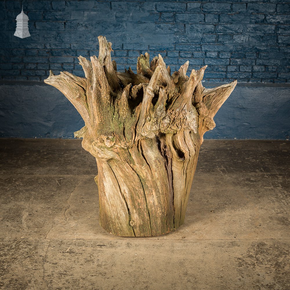 Ancient Sculptural Tree Stump Root Ball [No. 3]