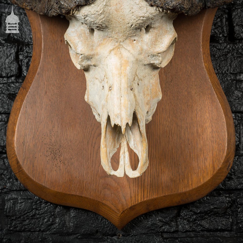 19th C Mounted Cape Buffalo Skull and Horns on Oak Plaque