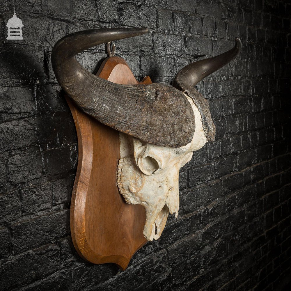 19th C Mounted Cape Buffalo Skull and Horns on Oak Plaque